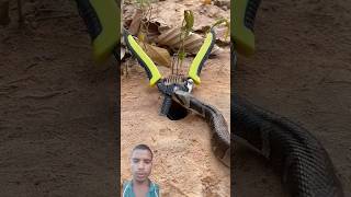 Saamp class se doob Gaya archery snake outdoors bushcraft creativesnaketrap cobra [upl. by Ecirrehs]