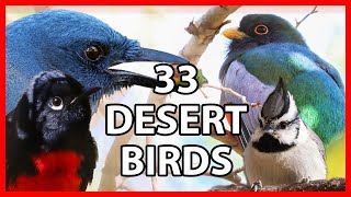 33 Birds of Madera Canyon  Wildlife Documentary [upl. by Nollaf215]