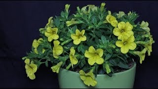 Calibrachoa Yellow  Zauberglöckchen Million Bells [upl. by Aileda]