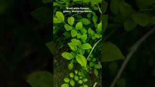 Satinwood Plant shorts shortsfeed ytshorts nature green plants didyouknow garden savegreen [upl. by Enelak]