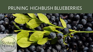 How to Prune Highbush Blueberry Bushes [upl. by Annohsat]