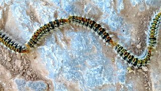 103 PINE PROCESSIONARY CATERPILLARS MOTHS IN A LONG CHAIN HYDRA GREECE MARCH 2018 [upl. by Enirehtahc]