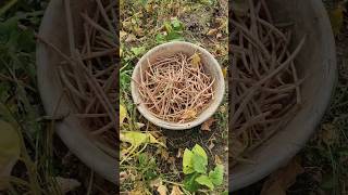 தட்டபயிர் அறுவடை l தரணிகாய் காராமணி l cowpea harvesting shortsgardeningcowpeafarmingagriculture [upl. by Siuraj]