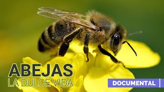 Abejas la Dulce Vida Documental [upl. by Aihsel81]