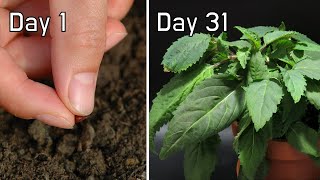 How Mint Grow from Seeds  31 Days in 2 Minutes Timelapse [upl. by Prisilla]