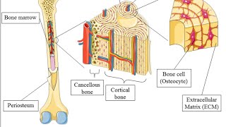 Bone Cells  Bone Ossification amp Repair  Dr Byson EM🩺 [upl. by Rodoeht]