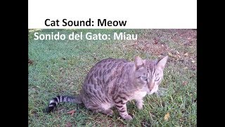 Cat Sound Meow Pets Noises  Sonido del Gato Miau Sonidos de Animales [upl. by Tedie333]