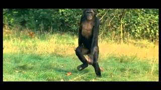 Bonobo walking upright [upl. by Meill]