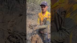 Big Mangroves Mud Crab Catching 🦀 shorts Viral shortsvideo Bi Male Crab 🦀 [upl. by Haelem]