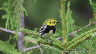 Blackthroated Green Warbler in Maine [upl. by Marquez]