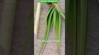 Zainab Enterprises AloeVera Barbadensis Edible EATABLE female plant cash on delivery in LAHORE [upl. by Streeter]