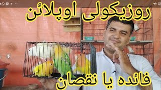 Rosicoli Opaline Lovebird Ki Sari Variety Aur Rate Kya Hai Konse Opaline Lagaye Faida Ya Nuqsan [upl. by Mohun97]