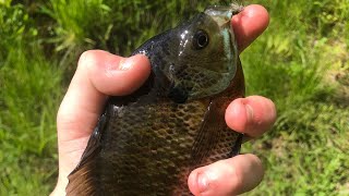 Fly fishing for panfish [upl. by Oslec]