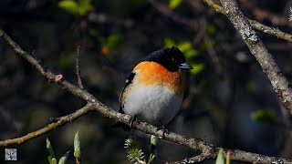 Brambling Singing BjørkefinkВьюрок Пение Pinson du Nord Chant Keep Pinzón real Bergfink p1000 [upl. by Kerrill366]