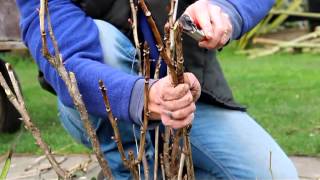 How to Prune a Tree Peony [upl. by Sussman]