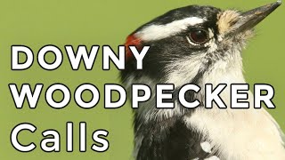 DOWNY WOODPECKER CALLS Learn how to ID their 3 most common sounds 2024 [upl. by Adnara]