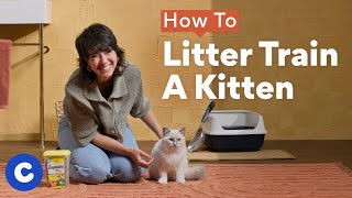 How To Litter Train a Kitten  Chewtorials [upl. by Hetti]