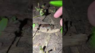 Catching frog funny Funny Sensitive Frog frog toad funny teplonghengfunny [upl. by Kemble]