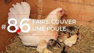 FAIRE COUVER UNE POULE│LFDT 86 [upl. by Ingmar]