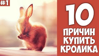 10 причин купить КРОЛИКА  Хозяин Лев [upl. by Davon]