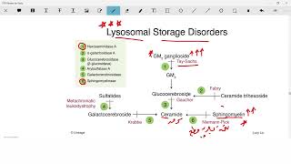 lysosomal storage diseases biochemistry │ مختصر امراض خزن اللايسوسومات [upl. by Annawt497]