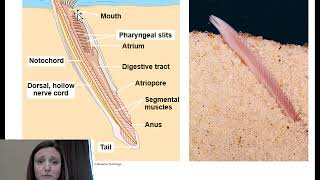 Intro to Phylum Chordata Cephalochordata and Urochordata [upl. by Nyrrat709]