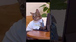 A cat slacking off at work staring at his crush shorts comedy cat [upl. by Sanchez124]