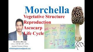 Morchella or Morels or Guchhi Vegetative Structure Ascocarp Reproduction Life cycle [upl. by Bridges]