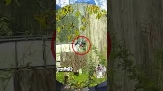 Paintball Sniper Hits  SlowMo  Magfed Paintball shorts magfedpaintball magfedfi paintball [upl. by Alf448]