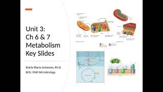 Microbial Metabolism [upl. by Ahtanaram]