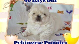 Pekingese Puppies 40 days olds old  White cream amp particolor puppies [upl. by Laehcor]