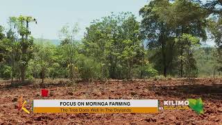 K24 TV LIVE  FOCUS ON MORINGA FARMING Kilimonabiashara [upl. by Fredi780]