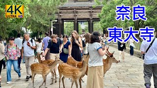 奈良 東大寺 鹿 Nara Todaiji Temple Deer [upl. by Airamesor]