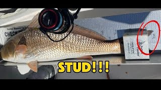 2024 Big Bend Redfish tournament Come join the full adventure 😃 [upl. by Tan61]