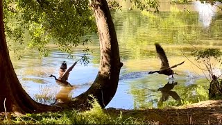 Family of Canada Geese Swimming Across the Pond in Naturegoose gander goslings Birds [upl. by Aimo363]