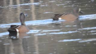 Blue Wing Teal Ducks Late March NA Alabama [upl. by Girard]