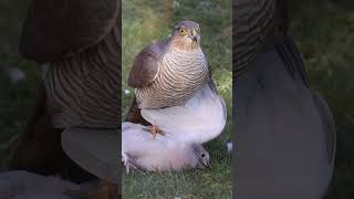 sparrowhawk caught a pigeon shortvideo shortvideo shortvideo [upl. by Tingey]