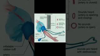 how to use sphygmomanometer  sphygmomanometer kaise chalate Hain  BP kaise check kre dpharma [upl. by Ylrad]