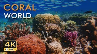 4K Coral World  Tropical Reef Fish  Relaxing Underwater Ocean Video amp Sounds  No Loop  Ultra HD [upl. by Rodd]