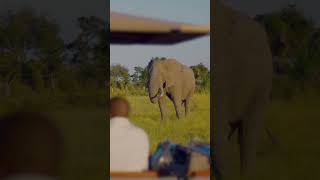 What animal do you want to see on safari Jacada in Botswana [upl. by Neeloj]