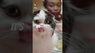 Why Are Cats Afraid of Cucumbers The Hilarious Truth Revealed cats shorts fyp [upl. by Moskow]