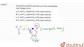 In both DNA and RNA the heterocyclic base and phosphate ester linkages are at [upl. by Rayner939]