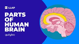 Parts of Human Brain🧠  Tamil  LLAP [upl. by Haakon311]