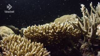 Coral spawning on the Great Barrier Reef 2016 [upl. by Anelim]