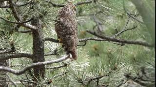 Longeared Owl calling [upl. by Sherj]