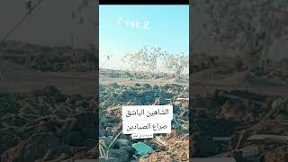 صيد الحسون والشاهين وطائر الحر [upl. by Cocke876]