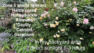 Shade tolerant plants in zone 5 hardy climbing amp bush roses clematis daylily honeysuckle，5区耐阴玫瑰等 [upl. by Kinsman]