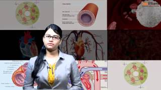 Body Fluids and Circulation  Biology  Class 11  NEET  AIIMS  askIITians [upl. by Bertrand]