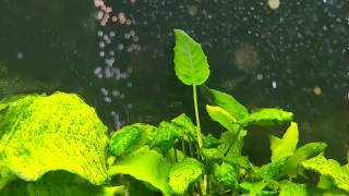 Anubias Pearling in High Light CO2 Aquarium [upl. by Ligriv]