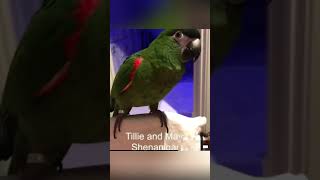 Funny parrot pt19 like and sub for pt20 funnypetsmoments funnyanimal funny birds parrot [upl. by Ardeahp638]